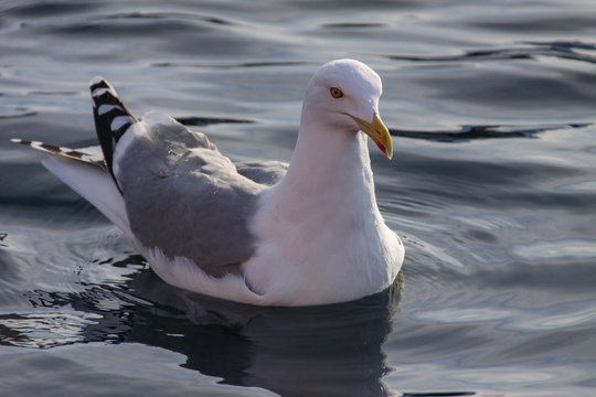 Seagull hunting for food on the winter sea in Nordland county