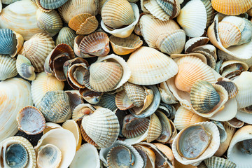 Mixed colorful sea shells as background