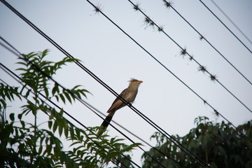 Guira Cuckoo  bird on a wire 