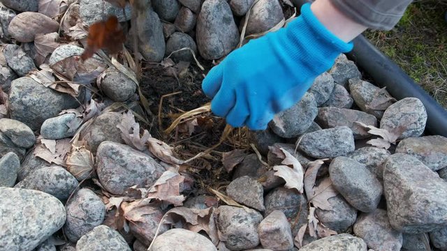 Garden Cleaning in Spring. Hosta with Stones. 4K