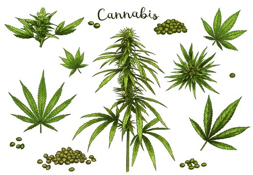 Weed Plant Drawing Images – Browse 263,019 Stock Photos, Vectors, and Video  | Adobe Stock