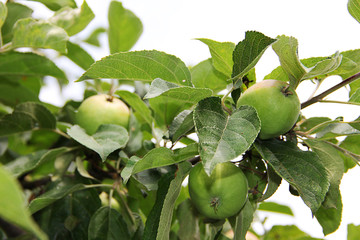green apples on tree