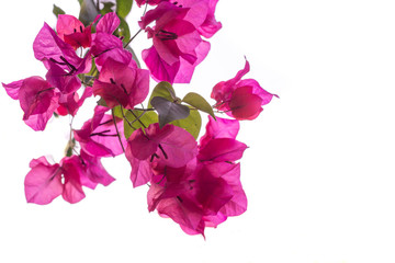 tropical bougainvillea flowers