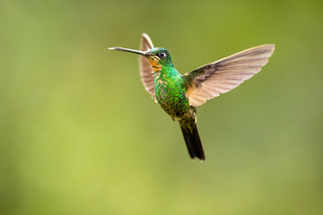 Fototapeta premium Buff-winged starfrontlet (Coeligena lutetiae) is a species of hummingbird in the family Trochilidae. It is found in Colombia, Ecuador, and Peru.