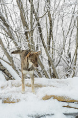 Naklejka premium puppies dogs on snow background in the courtyard
