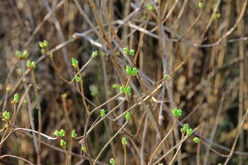 spring green tree branches are blooming