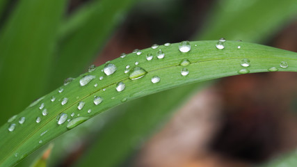 Closeup view of water drops on green leaves. Beautiful raindrops.
