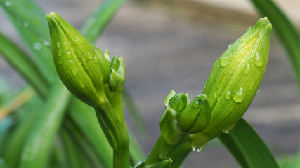 Closeup view of water drops on flower buds in the early morning. Beautiful raindrops.