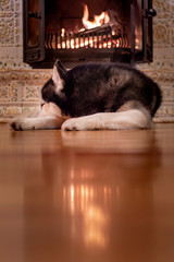 Dog sleeps by the fireplace. Siberian husky fell asleep on the wooden floor by the warm fireplace