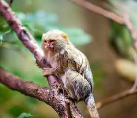 Beautiful Pygmy Marmoset or Dwarf Monkey sitting on a branch among green foliage