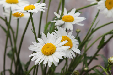 bouquet of white daisies