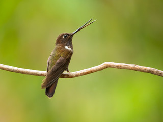 Brown inca (Coeligena wilsoni) is a species of hummingbird found in forests between 1000 and 2800 m along the Pacific slope of the Andes from western Colombia to southern Ecuador.
