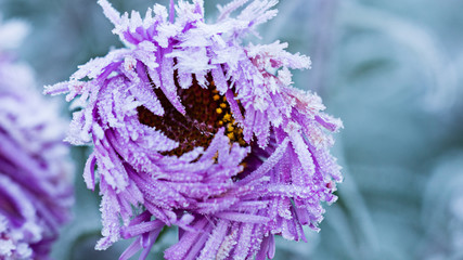 Frozen flower in cold  winer morning. Beautiful ice is cowering all purple petals.