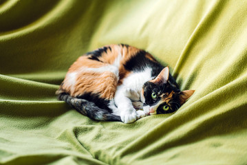 Beautiful cat curled up in a ball, laying on a blanket and watching at the camera. Cozy home atmosphere.
