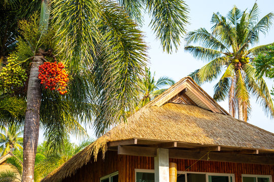 bungalow roof and peach palm