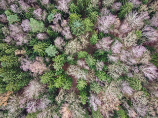Top down drone shot of a forest in winter season with leafless and evergreen trees