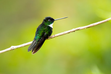 Collared inca (Coeligena torquata) is a species of hummingbird found in humid Andean forests from western Venezuela, through Colombia and Ecuador, to Peru and Bolivia. It is very distinctive bird