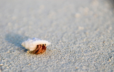 Close up of hermit crab crawling on the white sand beach.