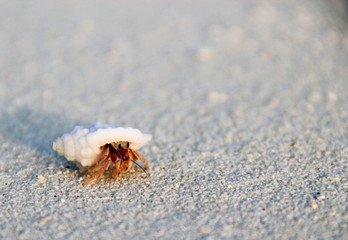 Close up of hermit crab crawling on the white sand beach