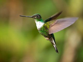 Fototapeta na wymiar Collared inca (Coeligena torquata) is a species of hummingbird found in humid Andean forests from western Venezuela, through Colombia and Ecuador, to Peru and Bolivia. It is very distinctive bird