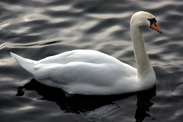 Vit svan  på Stockholmsström.