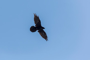 Adler über Kamtschatka