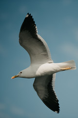 Seagull in flight with the blue sky and clouds on the background on a sunny day in the afternoon