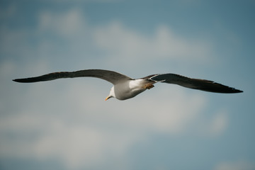 Seagull on the back in flight with the blue sky and clouds on the background on a sunny day in the afternoon