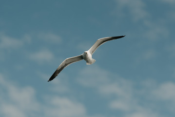 Beautiful seagull in flight with the blue sky and clouds on the background on a sunny day in the afternoon