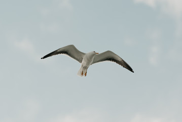A gorgeous seagull in flight with the blue sky and clouds on the background on a sunny day at noon. Photo from below  