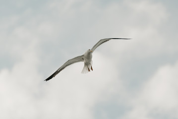 An elegant seagull in flight with the blue sky and clouds on the background on a sunny day at noon. Photo from below