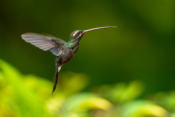 Fototapeta na wymiar White-whiskered hermit (Phaethornis yaruqui) is a hummingbird that is found in Colombia and Ecuador