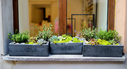 Various green plants in window boxes on a windowsill.