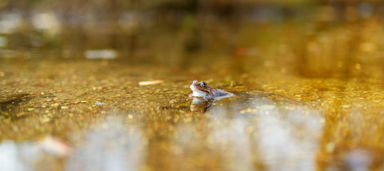 Common green frog in water on springtime