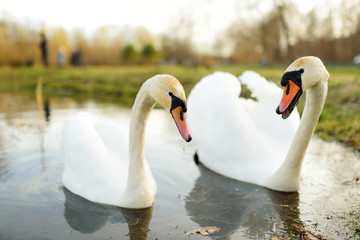 Two white swans swimming in a lake on nice early spring day