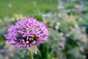 blühender Lauch rosa