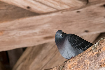 Pigeon sur une poutre