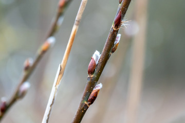 close-up of willow catkins on a branch, standing by a lake