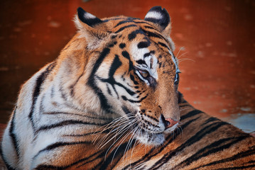 portrait of a tiger