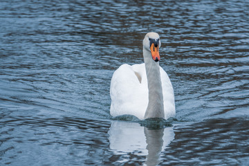 Obraz premium close-up of a white swan swimming on a lake and looking into the camera