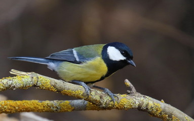 Great tit on branch background, Parus major