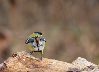 Great tit on branch background, Parus major