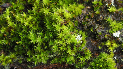 Extreme closeup of a beautiful group of rare decorative green moss on a tree trunk, selective focusing. Background concept.
