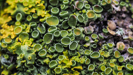 Extreme closeup of a beautiful group of rare decorative green moss on a tree trunk, selective focusing. Background concept.