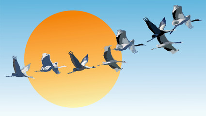 Vector illustration of flying cranes on a gradient background. © Омурали Тойчиев
