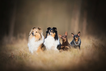 Obraz na płótnie Canvas Dog pack - on meadow