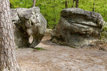 L’éléphant en forêt de Fontainebleau 