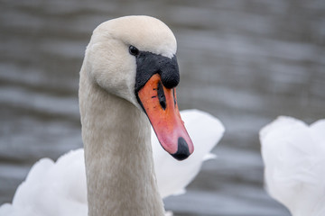 close-up of a white swan swimming on a lake and looking into the camera