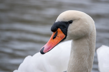 close-up of a white swan swimming on a lake and looking into the camera