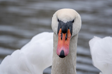 close-up of a white swan swimming on a lake and looking into the camera